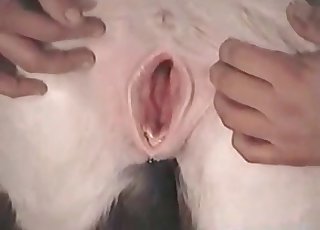 Juicy big ass horse in bestiality Gonzo - گھوڑا زوفیلیا ٹیوب 