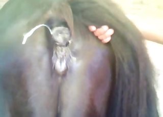 Dude fucking mare's moist hole - Horse Zoofilia Tube
