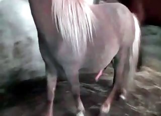 Close up banging for a MILF أنبوب الحصان Zoofilia 
