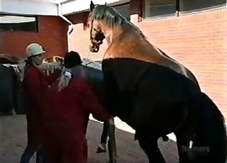 Cute jockey helps her horse to fuck right - ホースズフィリアチューブ